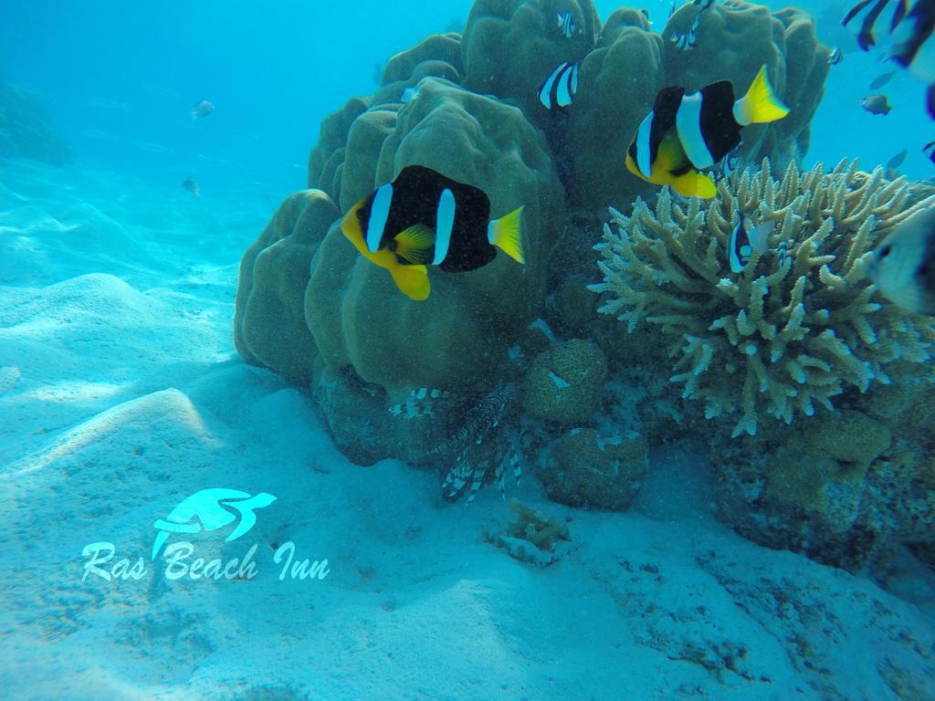 Ras Beach Inn Rasdhoo Exteriör bild